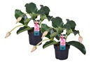 Medinilla magnifica - set de 2 plantes d'intérieur fleurie - pot 17cm - hauteur 40-50cm