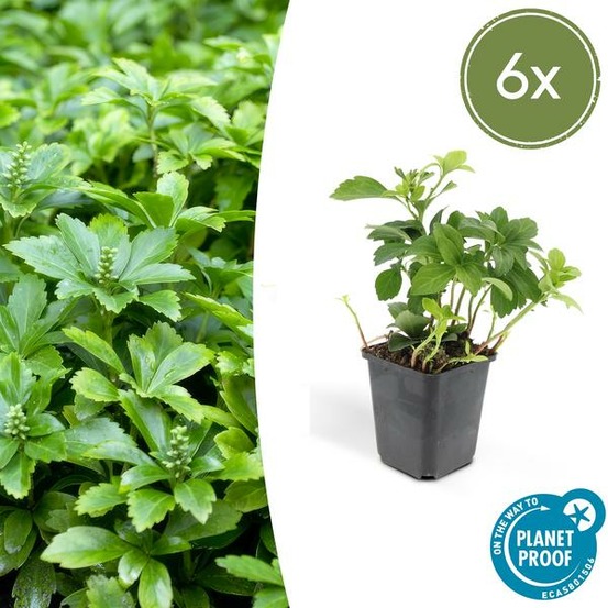 Pachysandre du japon 'green carpet' x6 – entre 0,38 et 0,5m2
