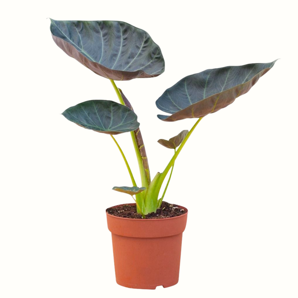 Alocasia regal shied - 25cm