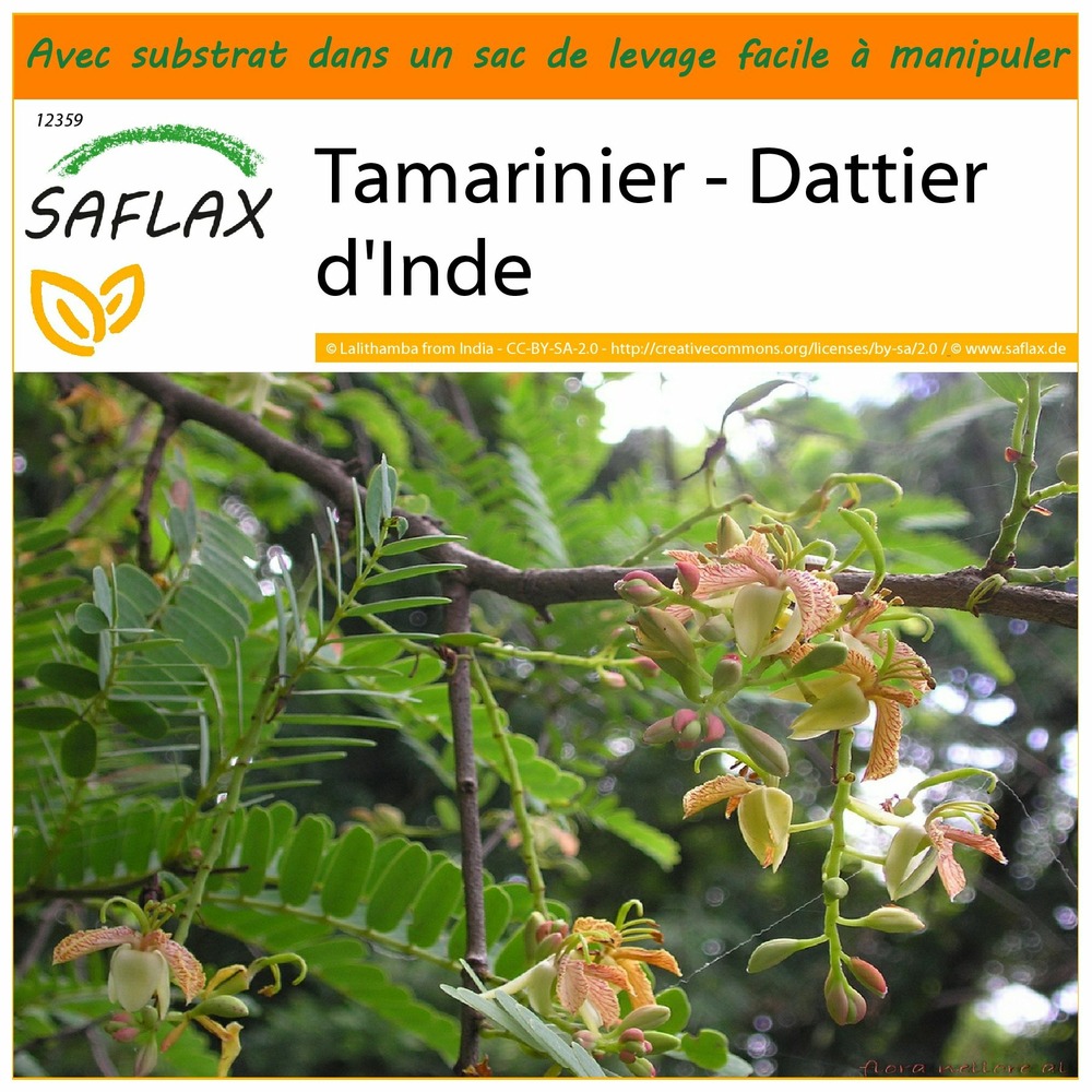 Garden in the bag - tamarinier - dattier d'inde - 4 graines - tamarindus indica