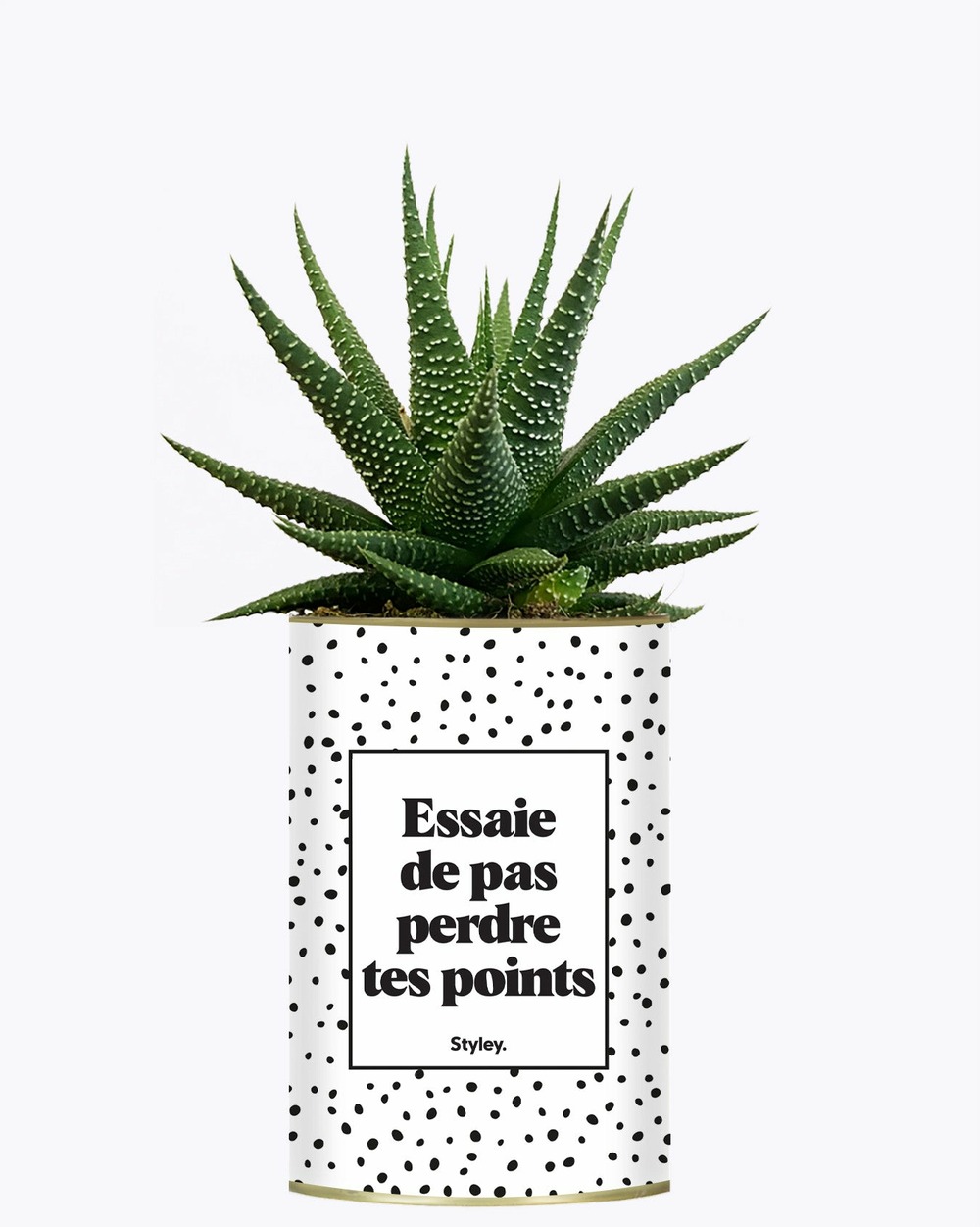 Plante drôle - essaie de ne pas perdre tes points - cactus