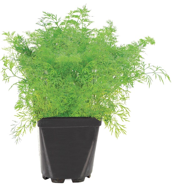 Plant de Aneth pot de 1 litre