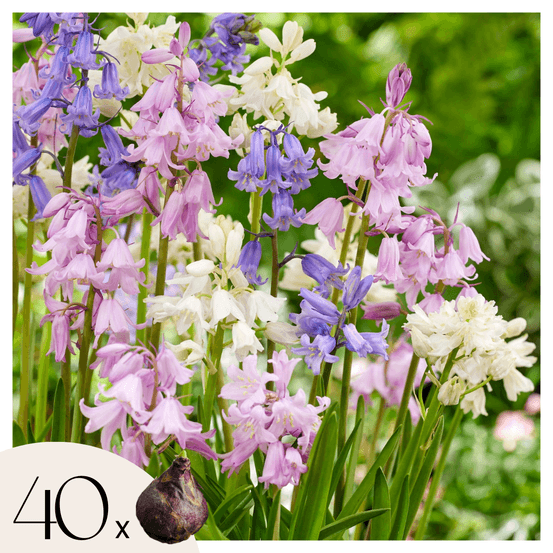 Jacinthe - set de 40 - hyacinthoides hispanica - bulbes à fleurs