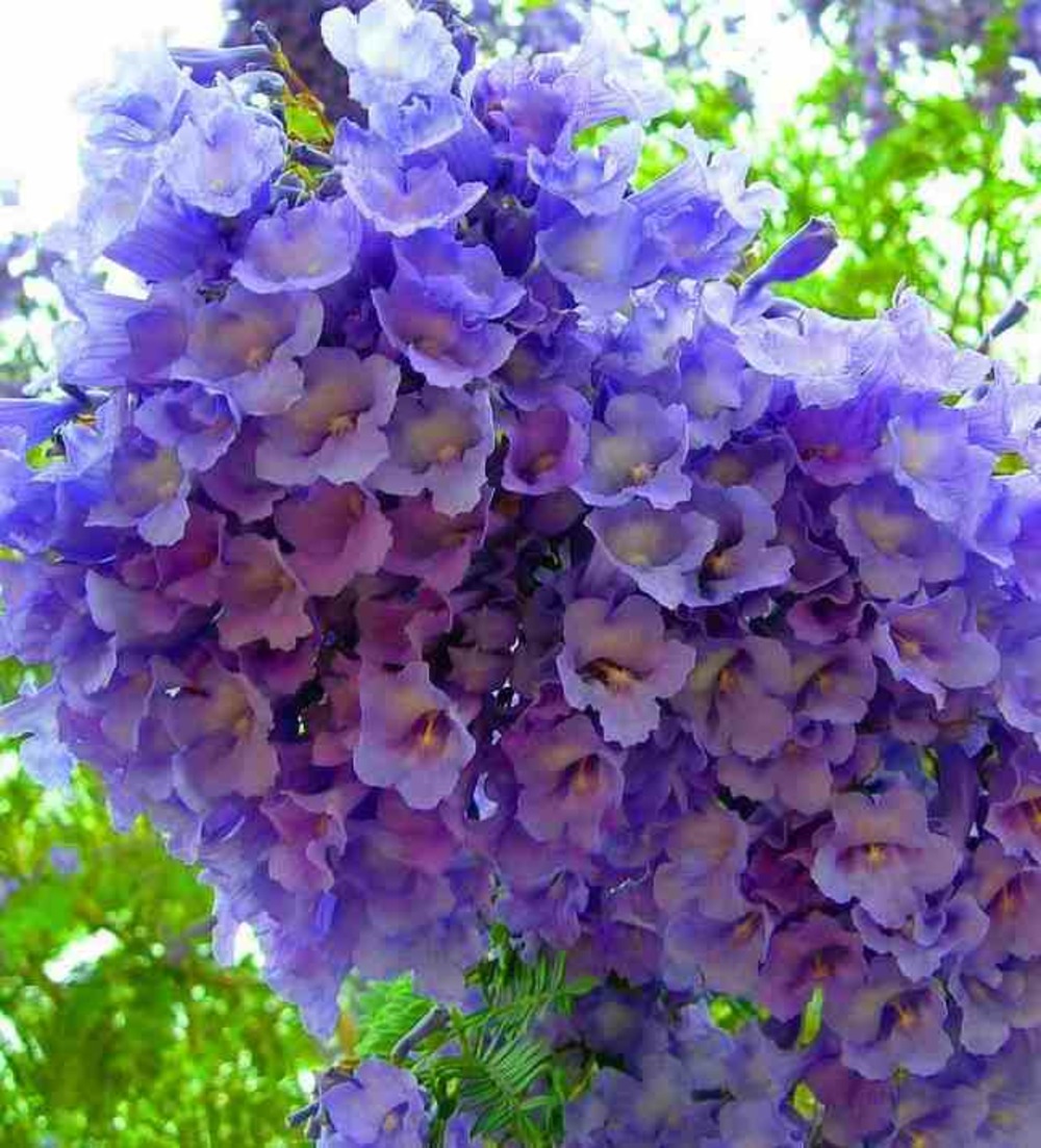 Jacaranda mimosifolia (flamboyant bleu) - pot de 15 litres - 180/200 cm