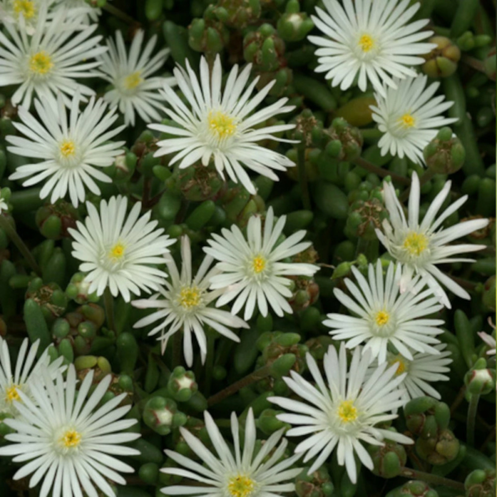 Delosperma graaf reinet godet - 5/20 cm