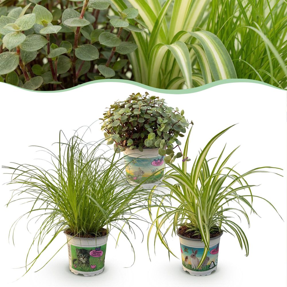 Cyperus - calissia - chlorophytum - pet-friendly - pot de 12cm - hauteur 20cm - plantes d'intérieur