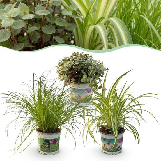 Cyperus - calissia - chlorophytum - pet-friendly - pot de 12cm - hauteur 20cm - plantes d'intérieur