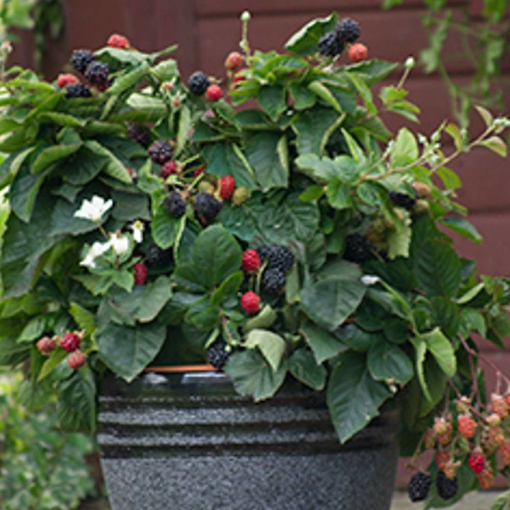 Mûre purple opal® pot de 1,5l - tuteur bambou 30/60 cm