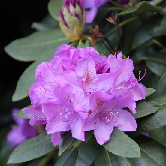 Rhododendron catawbiense 'boursault' pot de 4l/5l