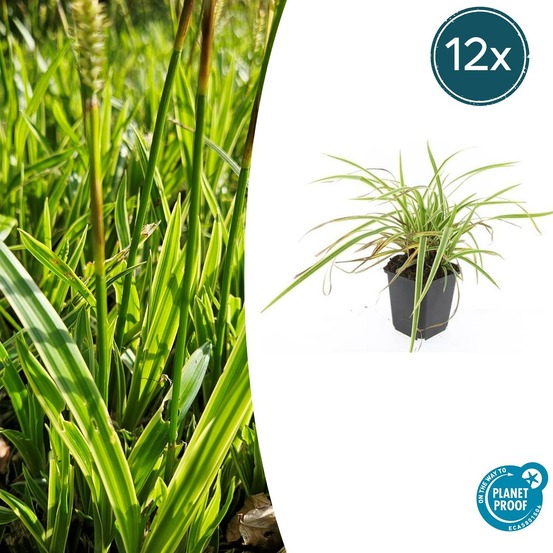 Carex laîche morrowii 'aureovariegata' x12 – entre 0,75 et 1m2