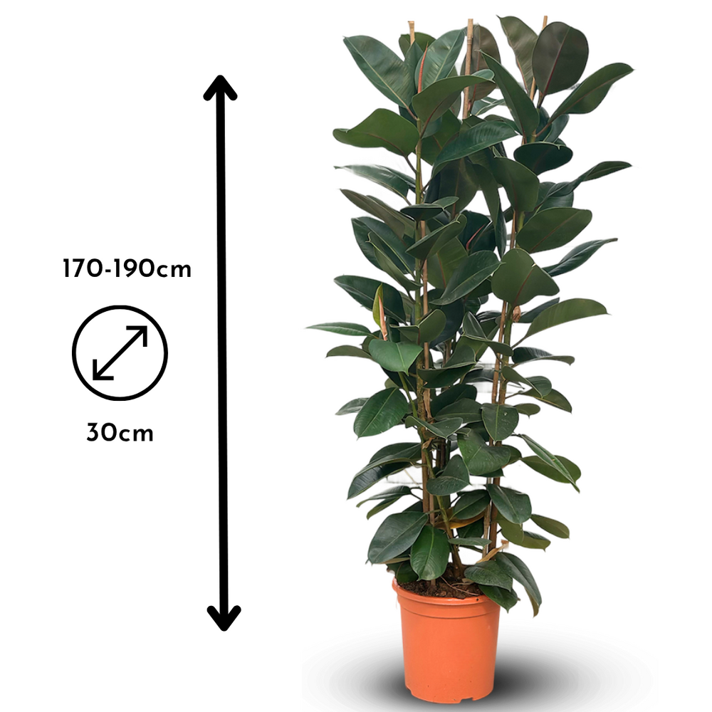 Ficus elastica robusta - plante caoutchouc -  170-190 cm -  30 cm - plante  d'intrieur | Truffaut