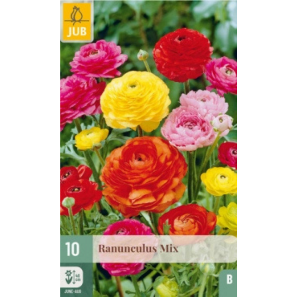 10 bulbes mix renoncules multicolore