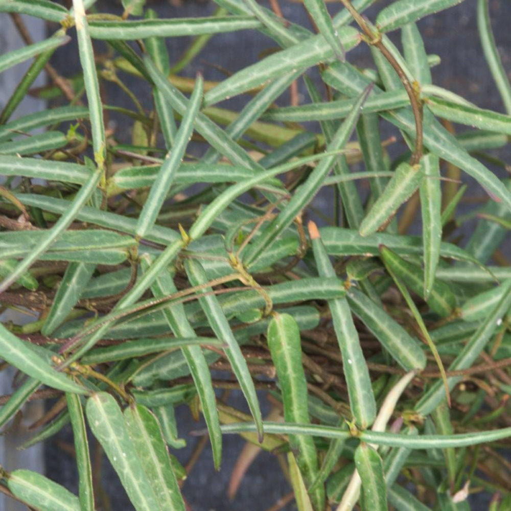 Jasmin étoilé theta pot de 3l - echelle bambou 60/120 cm