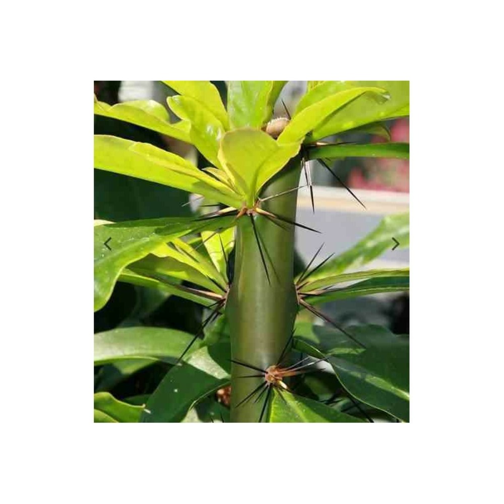 Pereskia grandifolia (cactus et arbre) pot de 2 litres ? 20/30 cm -