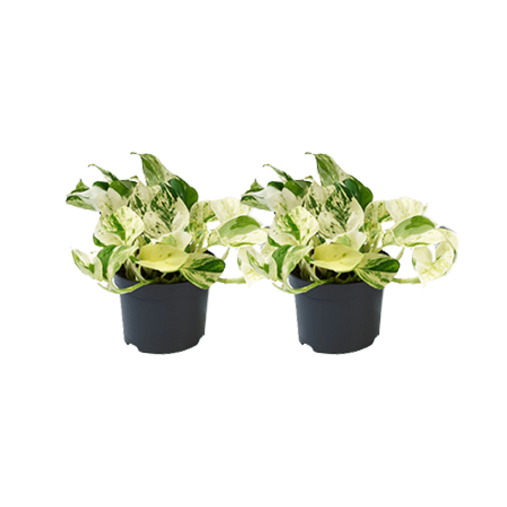 Epipremnum happy leaf - 2 pièces - ø12cm - ø12 - plantes d'intérieur