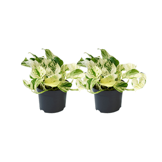 Epipremnum happy leaf - 2 pièces - ø12cm - ø12 - plantes d'intérieur