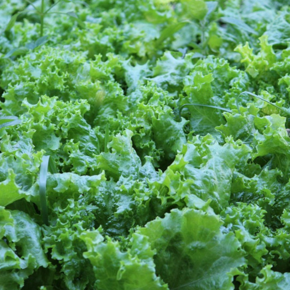 Graines de laitue batavia reine des glaces - vilmorin sachet