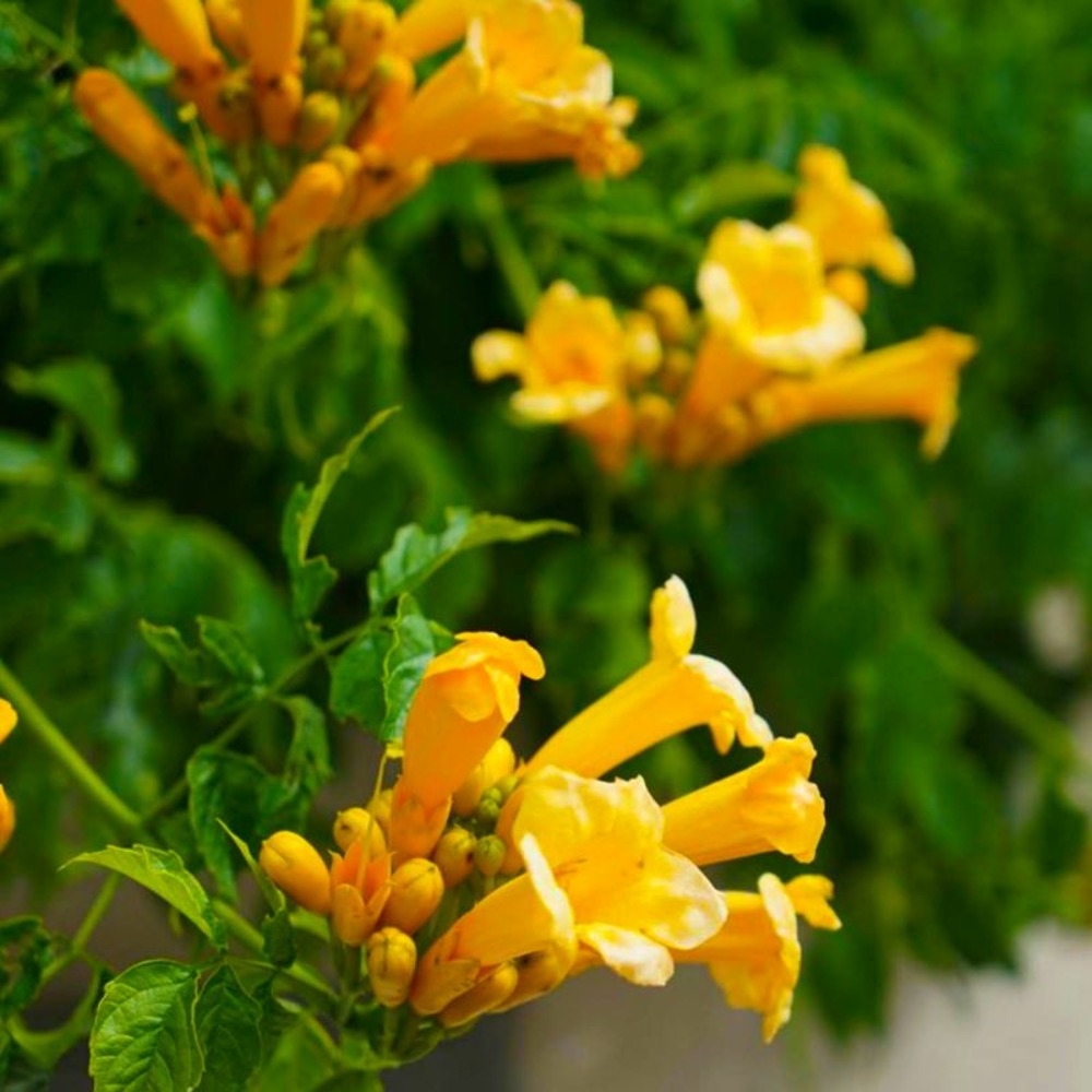 Bignone 'yellow trumpet' (campsis 'yellow trumpet')