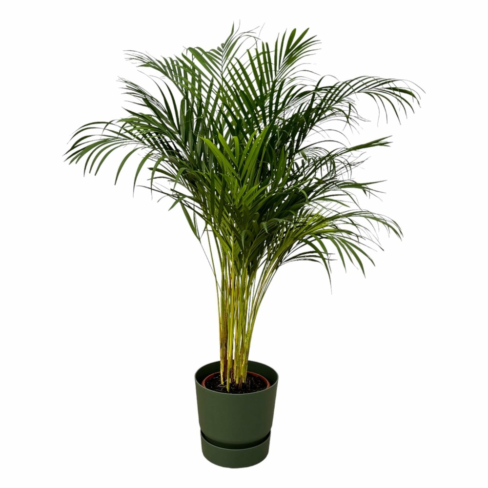 Grand palmier areca et son pot - hauteur 85cm