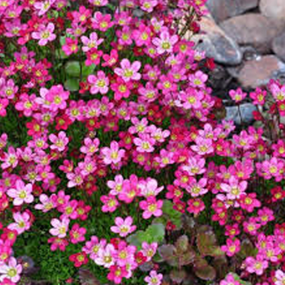 6 x saxifrage d'arends 'purpurteppich' - saxifraga 'purpurteppich' - godet 9cm x 9cm