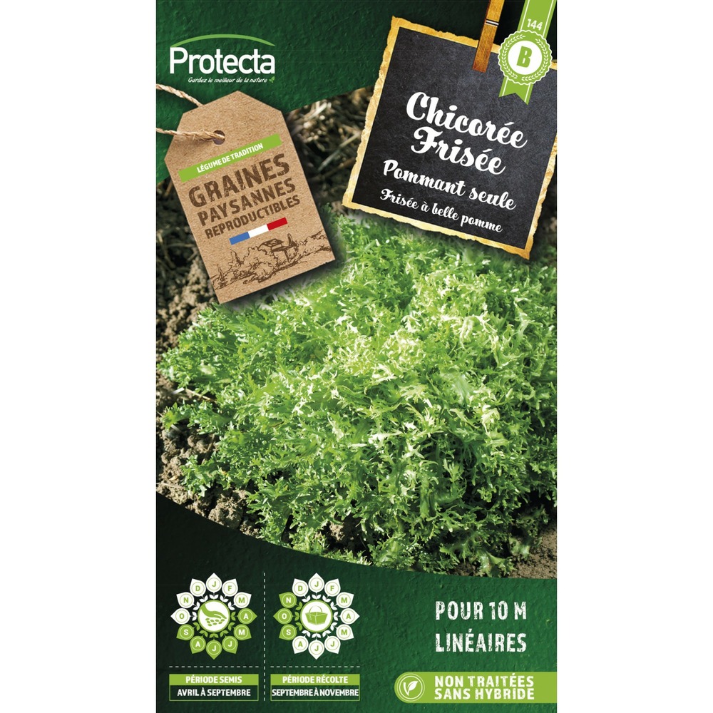 Graines paysannes - chicorée frisée grosse pommant seule