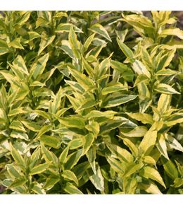 Deutzia 'variegata' pot de 3l/4l