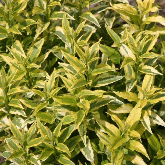 Deutzia 'variegata' pot de 3l/4l