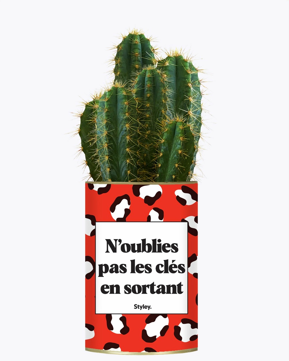 Plante à message - n'oublie pas les clés en sortant - cactus