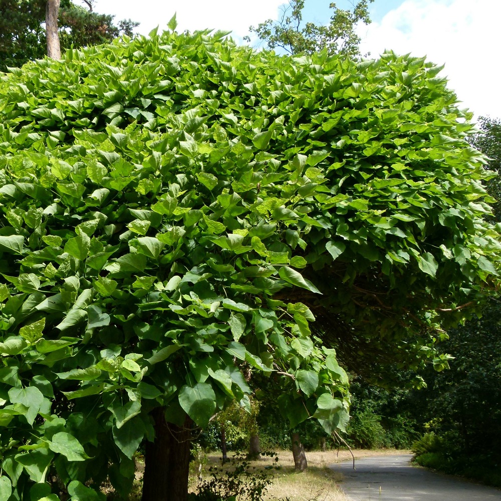 Catalpa de caroline 'nana' pot de 3l/4l, tige
