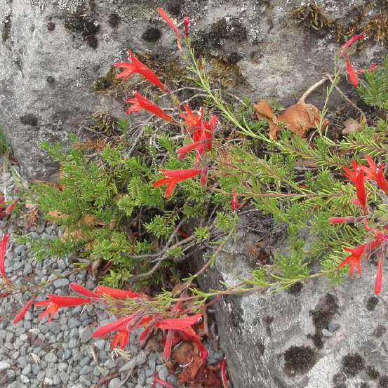 Penstemon pinifolius godet - 5/20 cm