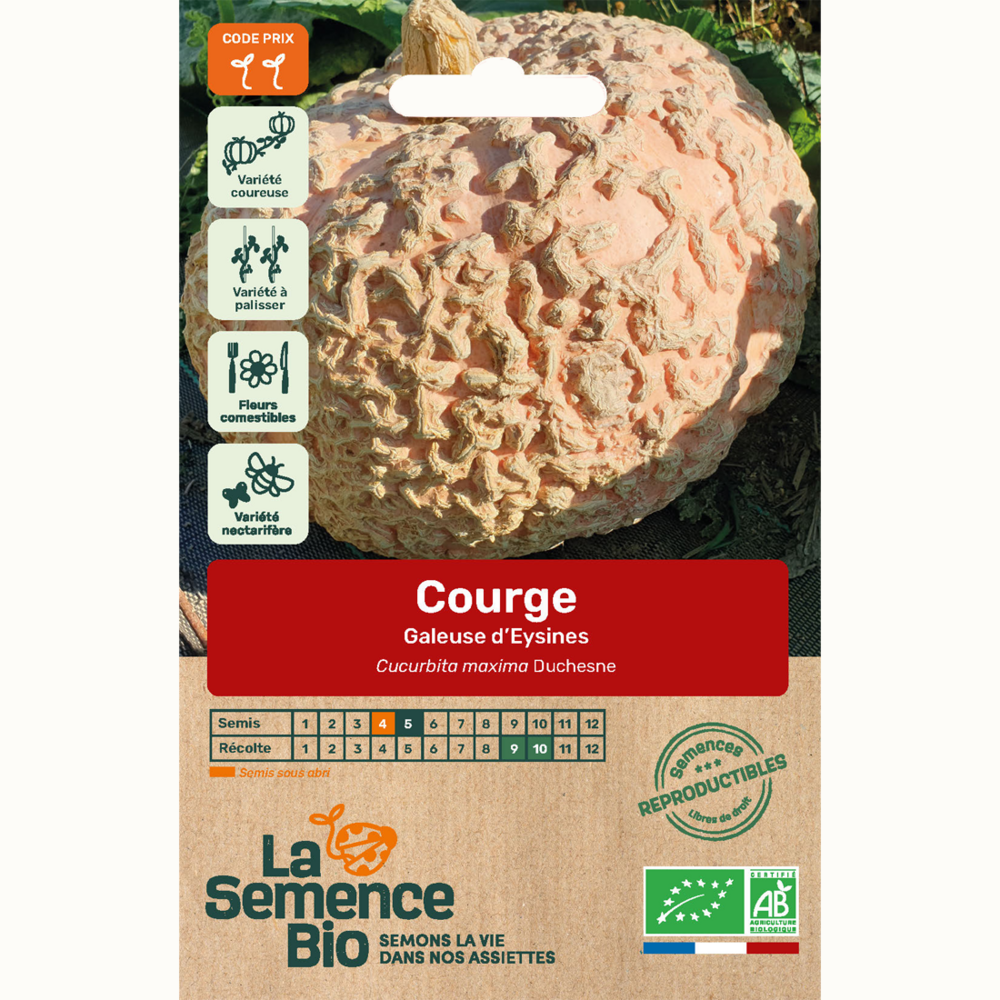 Courge galeuse d'eysines bio