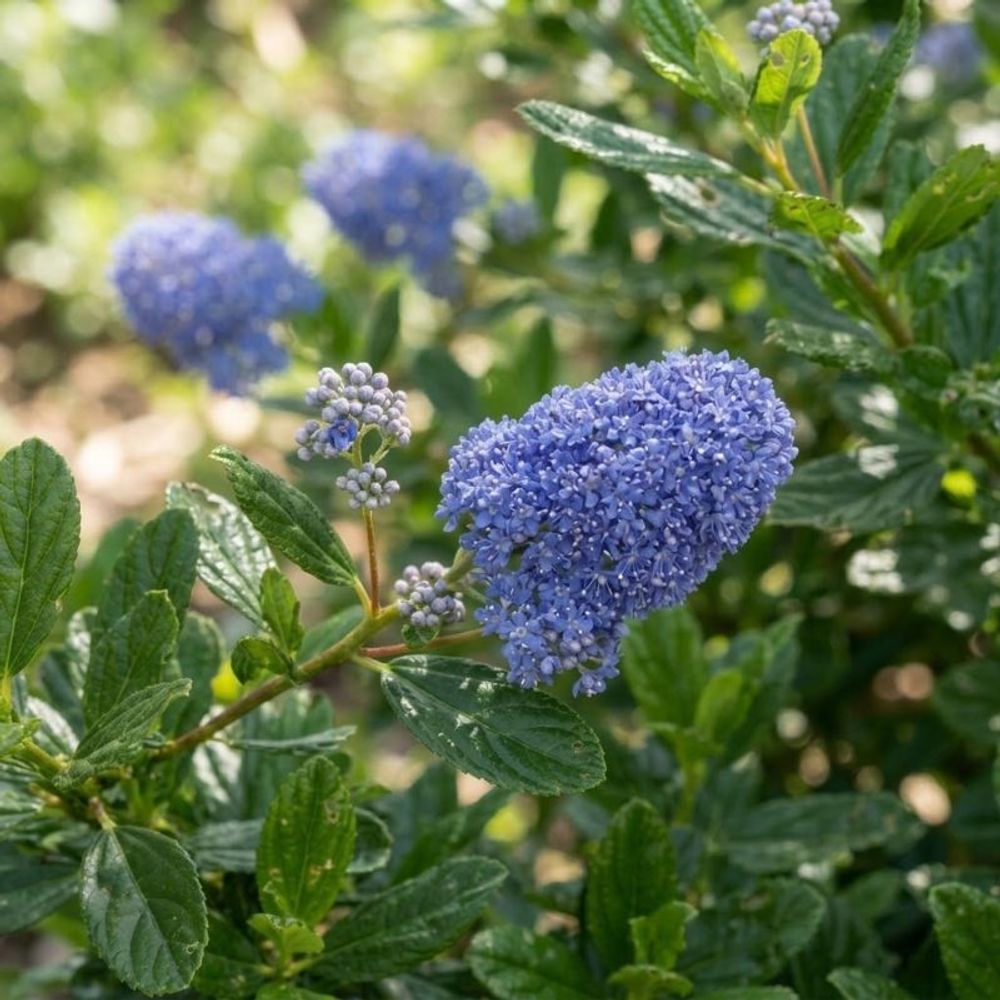 Céanothe 'skylark' (ceanothus thyrsiflorus 'skylark')