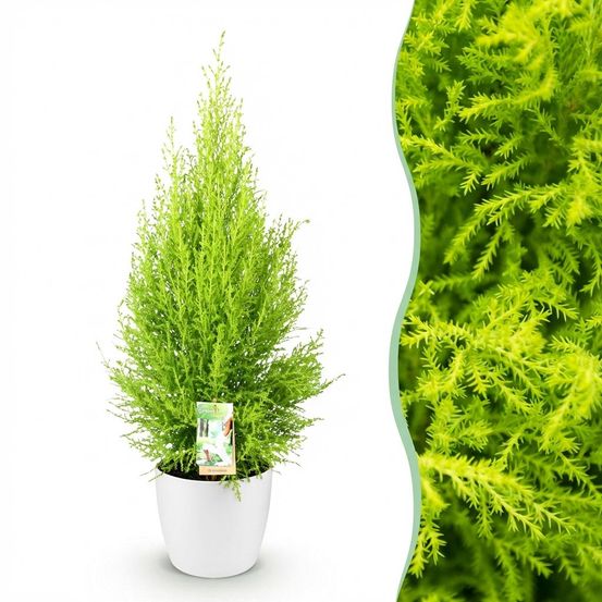 Cupressus gold crest wilma - conifère d'intérieur - pot de 21cm - hauteur 85-95cm - plante d'extérieur