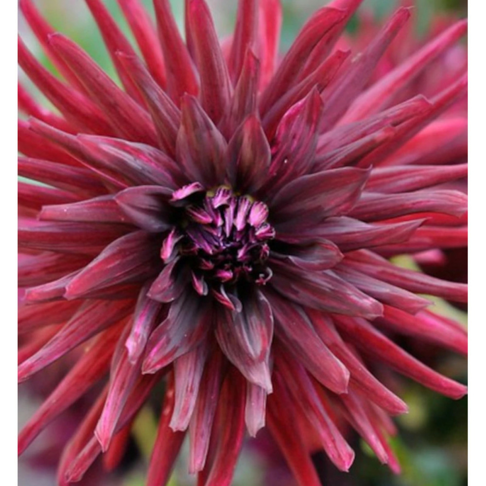 Bulbe de dahlia dentelle kenora macop-b sachet de 1 bulbe