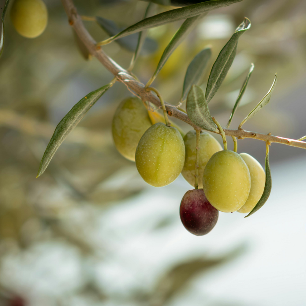 Olivier olea europaea 60/80cm pot 10l