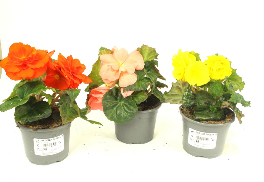 Bégonia tubéreux pot 10,5 cm