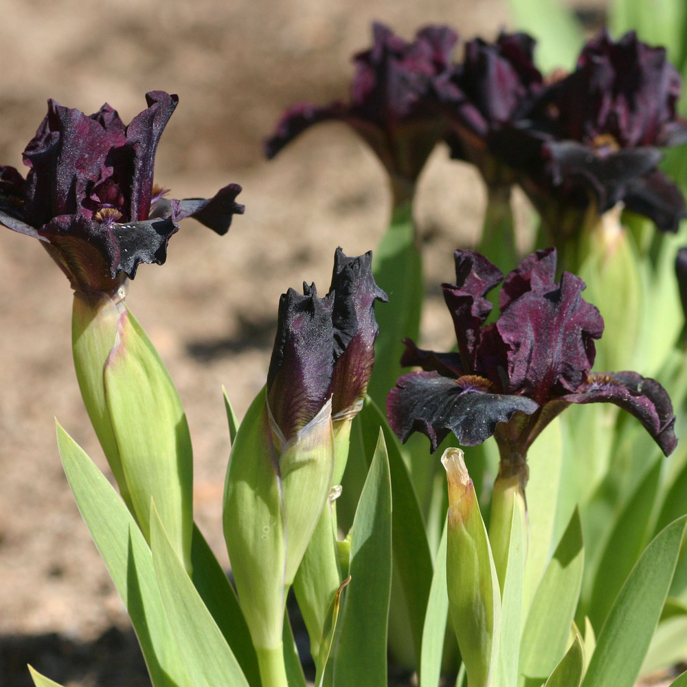 Iris des jardins 'devil baby' godet de 8/9 cm