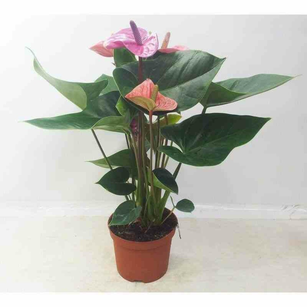 Anthurium andreanum cavalli (rose anthure flamant, langue de feu) pot de 1  litre - 40/60cm | Truffaut