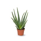 Aloe vera - succulentes - ↕ 20-30 cm - ⌀ 12 cm - plante d'intérieur
