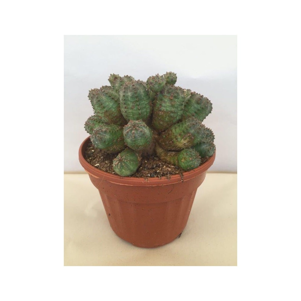 Euphorbe 'inermis' pot de 12 cm / 13 cm