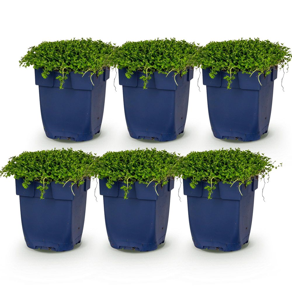 Isotome - lot de 6 - pot 11 cm - hauteur 25 cm - plante d'extérieur