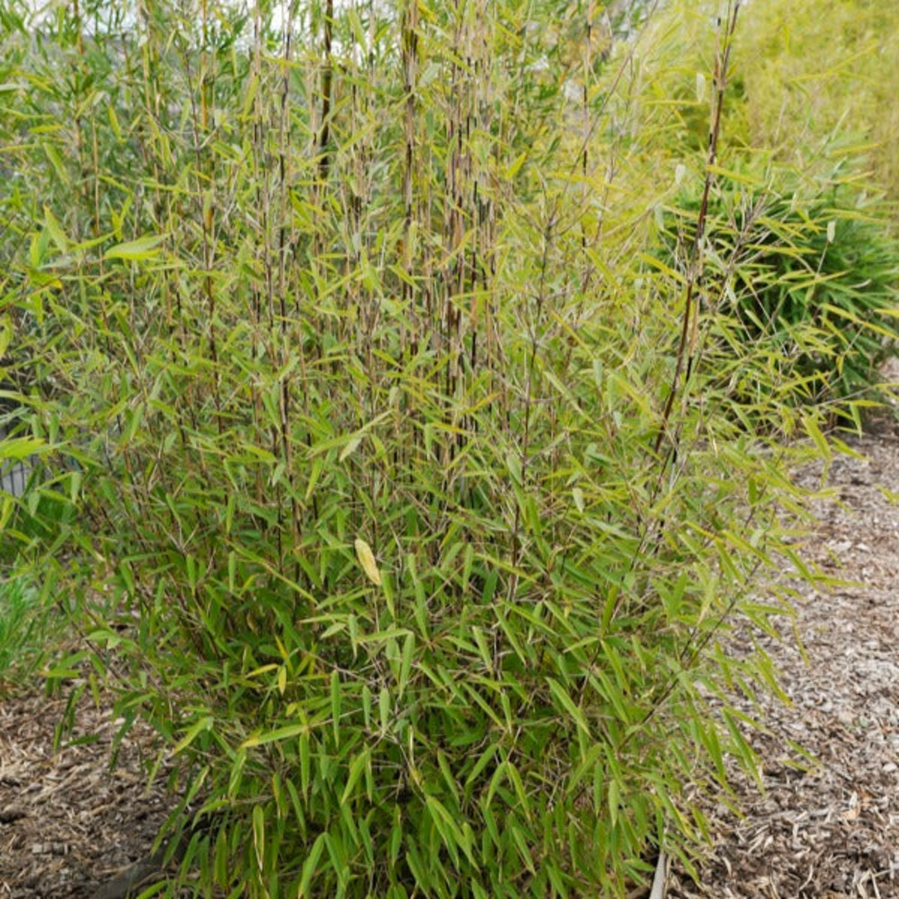 Bambou 'volcano' non-traçant - le pot / ø 11cm / hauteur livrée 30-50cm