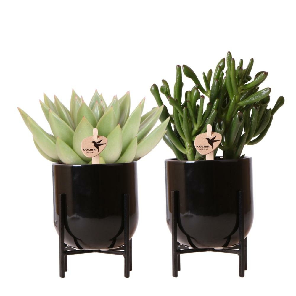Verts colibri | lot de 2 plantes succulentes en pots nordiques décoratifs noirs - pot en céramique taille 9cm