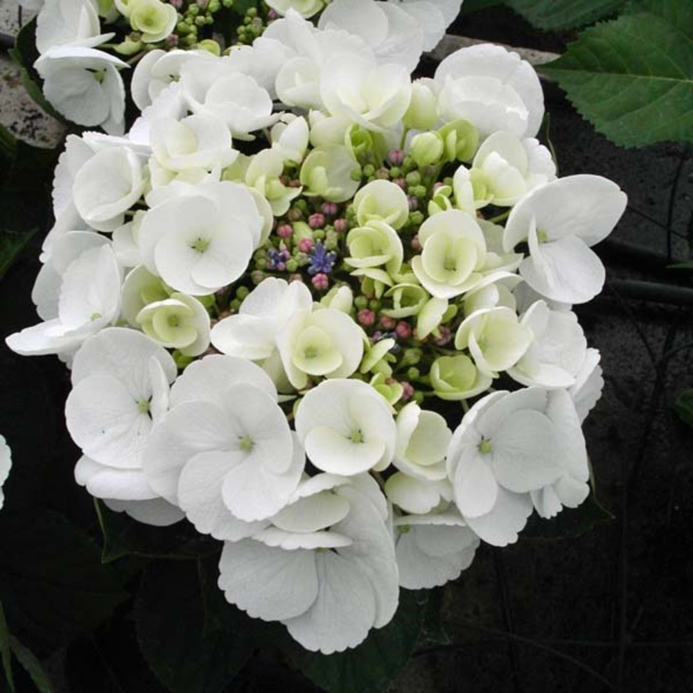 Hortensia 'libelle' pot de 7,5l/10l