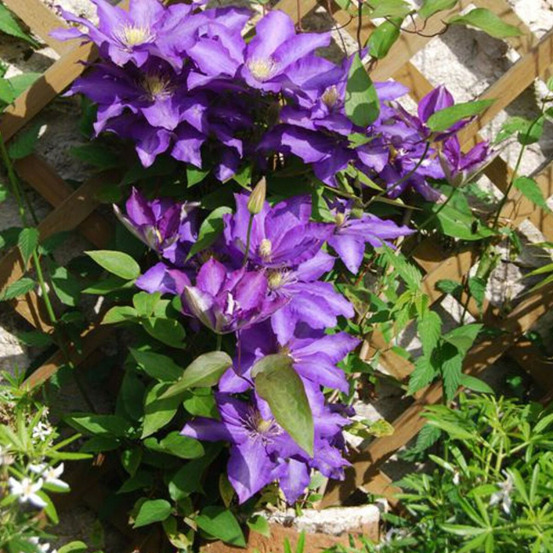 Clématite daniel deronda pot de 3l - echelle bambou 60/120 cm