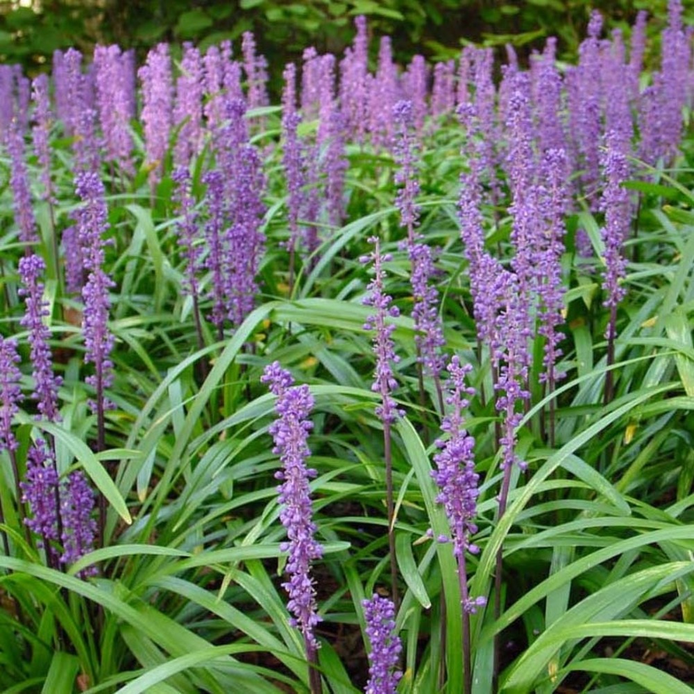 Liriope muscari 'royal purple' pot de 1l/1,5l