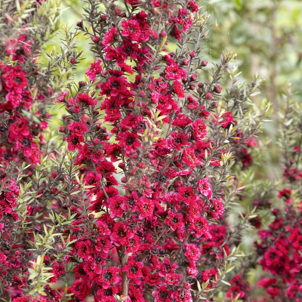 Manuka, arbre à thé, myrthe des mers du sud 'red damask' pot de 3l/4l