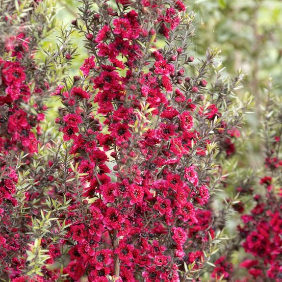 Manuka, arbre à thé, myrthe des mers du sud 'red damask' pot de 3l/4l
