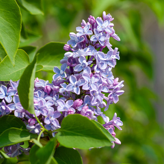 Lilas président grévy - le pot / ø 9cm, vendu par lot de 4