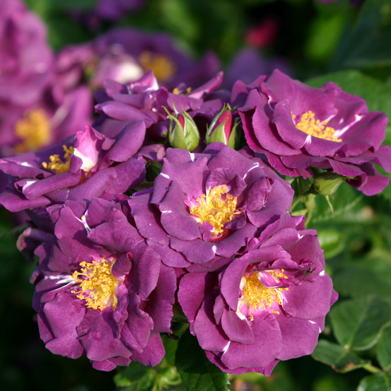 Rosier arbuste 'rhapsodie in blue' pot de 4l/5l